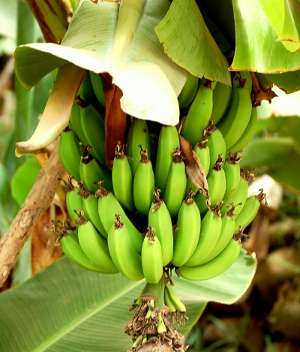 Image Credit: Enzik
Rights: Creative Commons Share Alike Unported 3.0
Source: http://commons.wikimedia.org/wiki/File:Bananas_-_Morocco.jpg Image de contact
