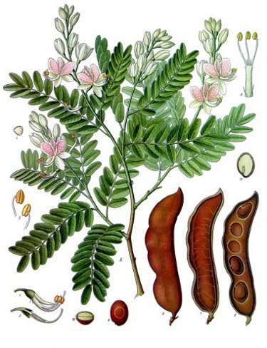Image Credit: Franz Eugen Köhler, Köhler's Medizinal-Pflanzen
Rights: Public Domain
Source:http://commons.wikimedia.org/wiki/File:Koeh-134.jpg Image de contact